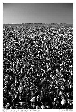 Cotton plants in field. Louisiana, USA