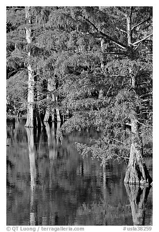 Bald cypress with needles in fall color. Louisiana, USA (black and white)