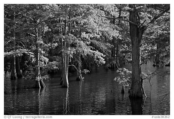 Swamp and cypress with needles in fall color. Louisiana, USA (black and white)