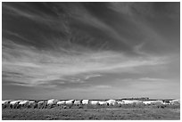 Cotton modules covered by tarps. Louisiana, USA ( black and white)