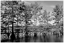 Boardwalk and bald cypress on Lake Providence. Louisiana, USA (black and white)
