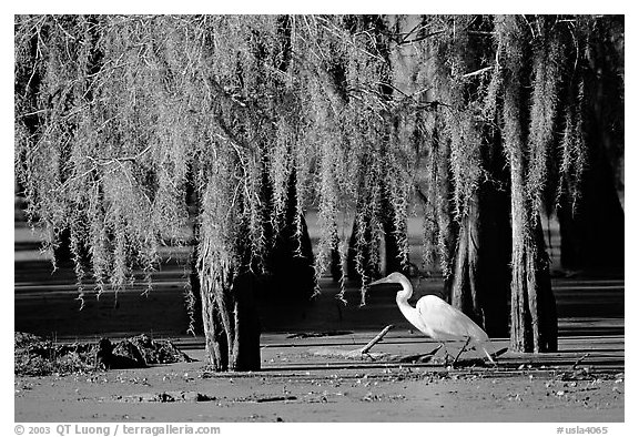 Great Egret and cypress covered with spanish moss, Lake Martin. Louisiana, USA