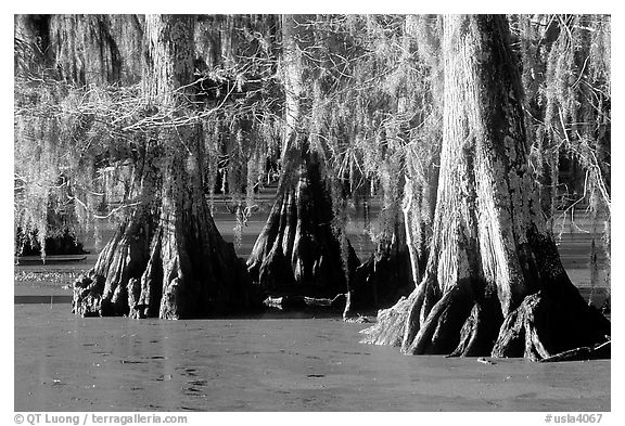 Bald Cypress growing out of the green waters of the swamp, Lake Martin. Louisiana, USA (black and white)