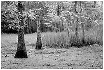 Bald cypress and swamp in spring, Barataria Preserve, Jacques Laffite Park. New Orleans, Louisiana, USA (black and white)
