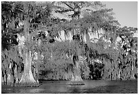 Bald cypress, late afternoon, Lake Martin. Louisiana, USA ( black and white)