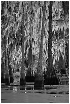 Bald cypress trees covered with Spanish mosst, Lake Martin. Louisiana, USA ( black and white)
