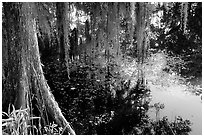 Cypress and reflections, Lake Martin. Louisiana, USA (black and white)