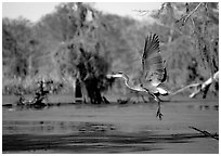 Bird landing, Lake Martin. Louisiana, USA (black and white)