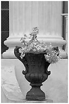 Vasque and column, Magnolia Hall. Natchez, Mississippi, USA ( black and white)
