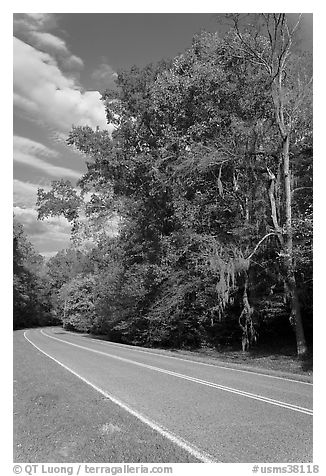 Road turn with trees and Spanish Moss. Natchez Trace Parkway, Mississippi, USA (black and white)