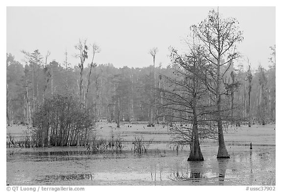Swamp with bald cypress at dawn. South Carolina, USA