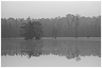 Lake with cypress and dawn. South Carolina, USA ( black and white)