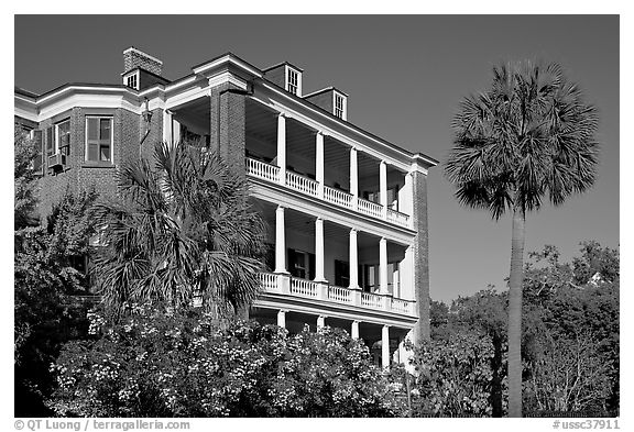 Antebellum house and palm tree. Charleston, South Carolina, USA (black and white)