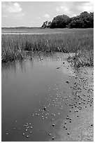 Crabs in a pond, grasses, Hilton Head. South Carolina, USA ( black and white)