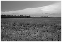 Grasses at sunset, Hilton Head. South Carolina, USA (black and white)