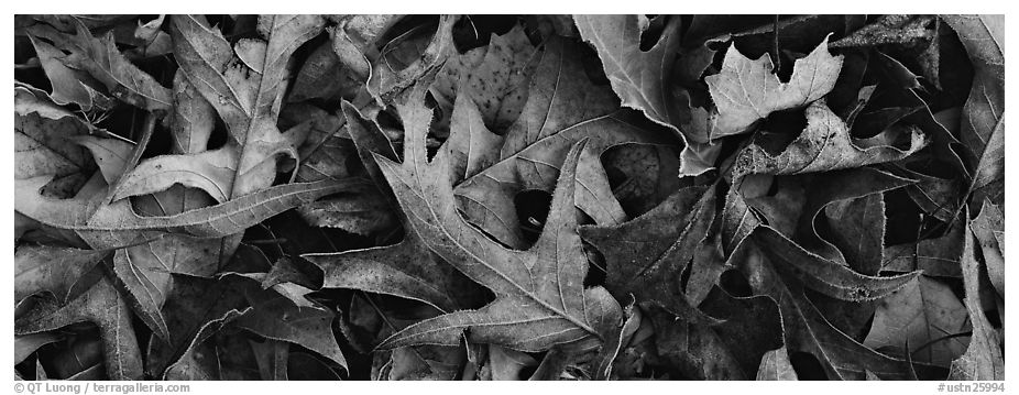 Close-up of falling leaves with frost. Tennessee, USA (black and white)