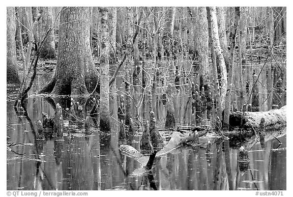 Cypress in Reelfoot National Wildlife Refuge. Tennessee, USA (black and white)