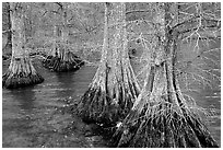 Cypress in Reelfoot National Wildlife Refuge. Tennessee, USA (black and white)
