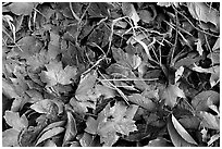 Fallen leaves with morning frost. Tennessee, USA (black and white)
