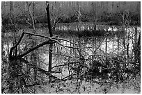 Swamp reflections. Tennessee, USA (black and white)