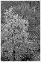 Redbud tree in bloom and tree leafing out. Virginia, USA (black and white)