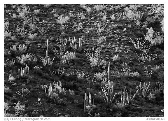 Ocotillo and cactus on a slope. USA (black and white)