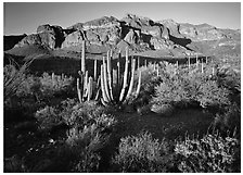 Organ Pipe cactus and Ajo Range, late afternoon. Organ Pipe Cactus  National Monument, Arizona, USA ( black and white)