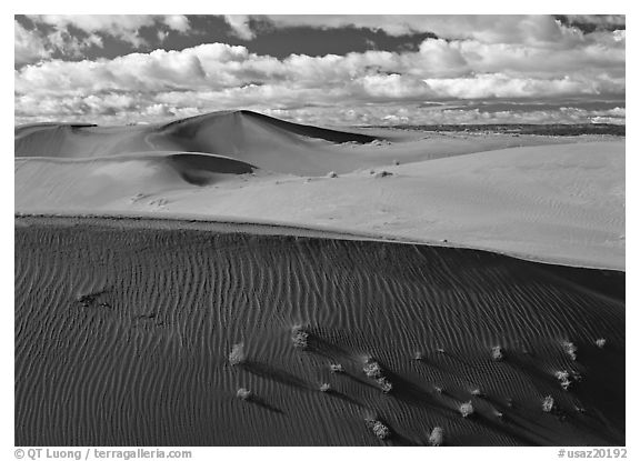 Dunes and bushes. USA (black and white)
