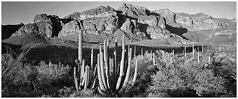 Scenery with organ pipe cactus and desert mountains. Organ Pipe Cactus  National Monument, Arizona, USA (Panoramic black and white)