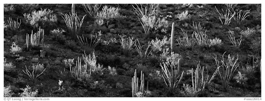 Desert hillside in shadow with sunlit cactus. Organ Pipe Cactus  National Monument, Arizona, USA (black and white)