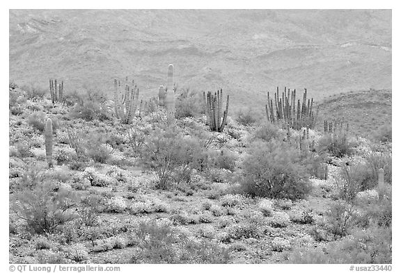 Organ pipe cactus and brittlebush on hillside, North Puerto Blanco Drive. Organ Pipe Cactus  National Monument, Arizona, USA