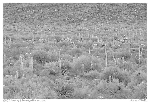 Verdant desert valley bottom with cactus, North Puerto Blanco Drive. Organ Pipe Cactus  National Monument, Arizona, USA