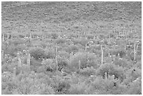 Verdant desert valley bottom with cactus, North Puerto Blanco Drive. Organ Pipe Cactus  National Monument, Arizona, USA (black and white)