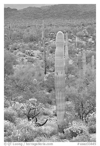 Saguaro cacti and brittlebush in bloom, North Puerto Blanco Drive. Organ Pipe Cactus  National Monument, Arizona, USA (black and white)