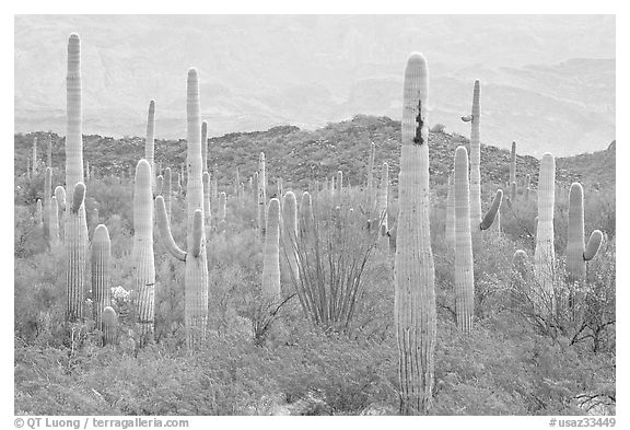 Saguaro cacti. Organ Pipe Cactus  National Monument, Arizona, USA (black and white)