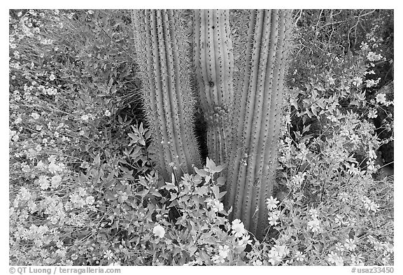 Base of organ pipe cactus and yellow brittlebush flowers. Organ Pipe Cactus  National Monument, Arizona, USA (black and white)