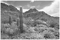 Cactus, field of brittlebush in bloom, and Ajo Mountains. Organ Pipe Cactus  National Monument, Arizona, USA ( black and white)