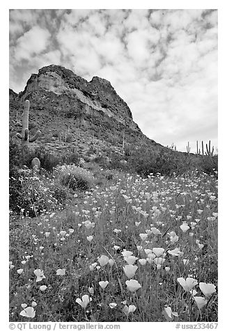 Mexican Poppies, cactus,  and Deablo Mountains. Organ Pipe Cactus  National Monument, Arizona, USA