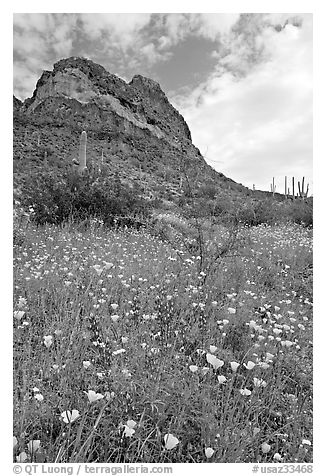 Mexican Poppies, lupine,  and Ajo Mountains. Organ Pipe Cactus  National Monument, Arizona, USA (black and white)