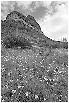 Mexican Poppies, lupine,  and Ajo Mountains. Organ Pipe Cactus  National Monument, Arizona, USA ( black and white)