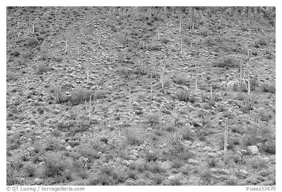 Hillside wih cactus and brittlebush in spring, Ajo Mountains. Organ Pipe Cactus  National Monument, Arizona, USA (black and white)