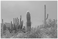 Saguaro cactus, approaching storm. Organ Pipe Cactus  National Monument, Arizona, USA ( black and white)