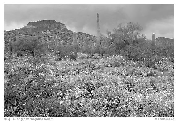 Brittlebush, cactus, storm clouds, and Ajo Mountains. Organ Pipe Cactus  National Monument, Arizona, USA (black and white)