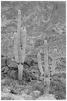 Multi-armed saguaro cactus in spring, Ajo Mountains. Organ Pipe Cactus  National Monument, Arizona, USA ( black and white)