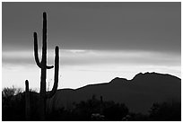 Saguaro cactus silhouetted at sunset. Organ Pipe Cactus  National Monument, Arizona, USA (black and white)