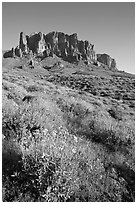 Brittlebush (Encelia farinosa) and craggy mountains, Lost Dutchman State Park, late afternoon. Arizona, USA ( black and white)