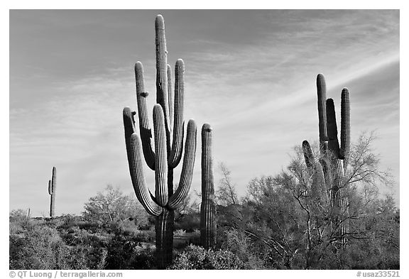 Old saguaro cacti, Lost Dutchman State Park. Arizona, USA (black and white)