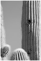 Cactus Wren nesting in a cavity of a saguaro cactus, Lost Dutchman State Park. Arizona, USA (black and white)