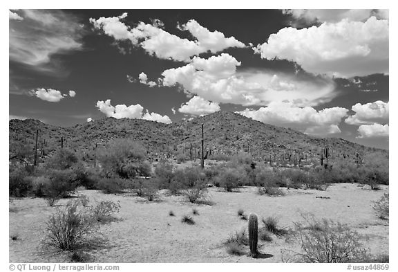 Desert landscape, Maricopa Mountains. Sonoran Desert National Monument, Arizona, USA (black and white)