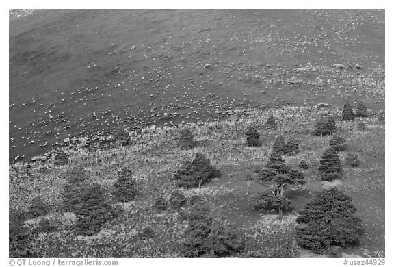 Pines on cinder slopes of crater at sunrise. Sunset Crater Volcano National Monument, Arizona, USA (black and white)